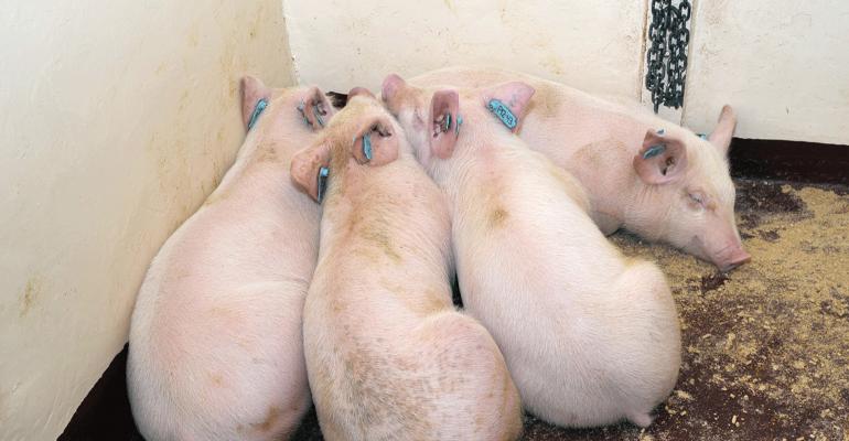 China Makes an Attempt to Prevent Pigs from Getting Killed by Swine Fever