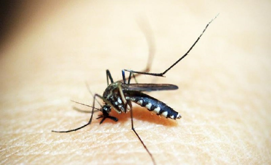 Change of symptoms of dengue, early death