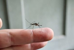 Millions of Blood-Thirsty Mosquitos Were Left Behind by Hurricane Florence