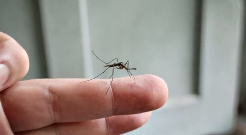 Millions of Blood-Thirsty Mosquitos Were Left Behind by Hurricane Florence