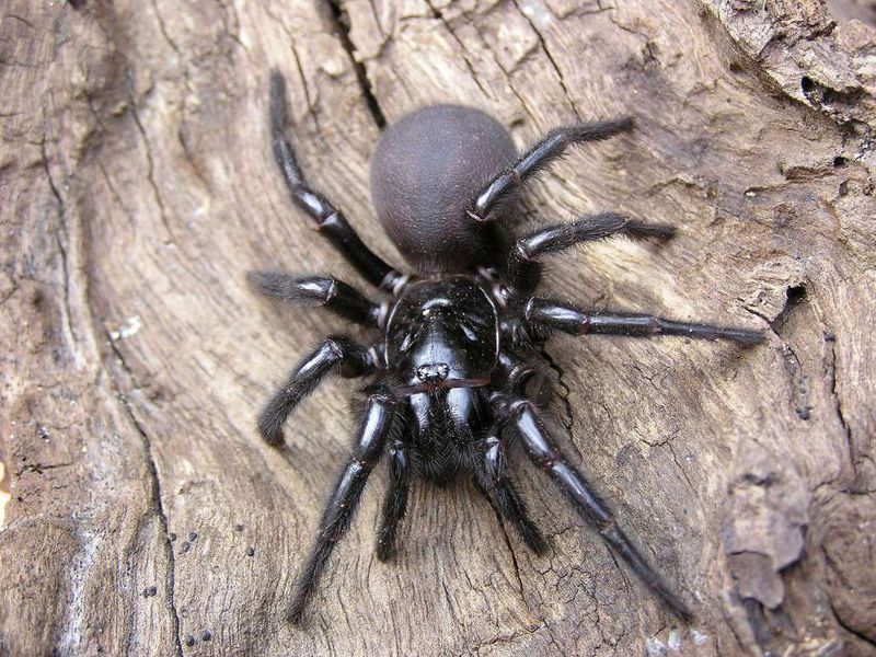 Now Funnel-web Spider Will Be Treated with Cancer