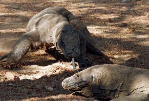 Scientists show Komodo dragon genome for the first time