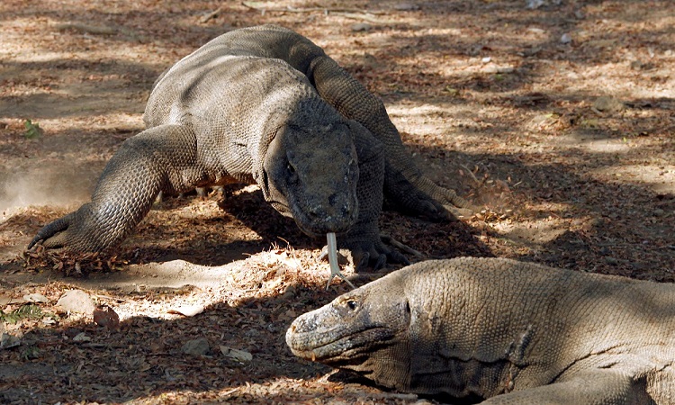 Scientists show Komodo dragon genome for the first time