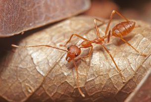 Scientists record an ant sting and reveal one of its greatest mysteries