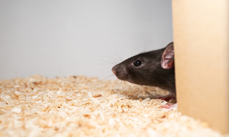 Rats can play hide and seek if you teach them