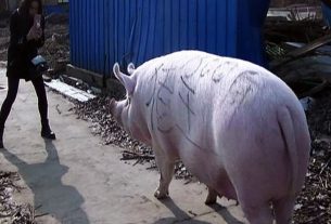 In China, we raise pigs as heavy as polar bears!