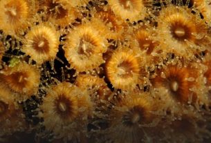 In the Mediterranean, corals are "back from the dead"