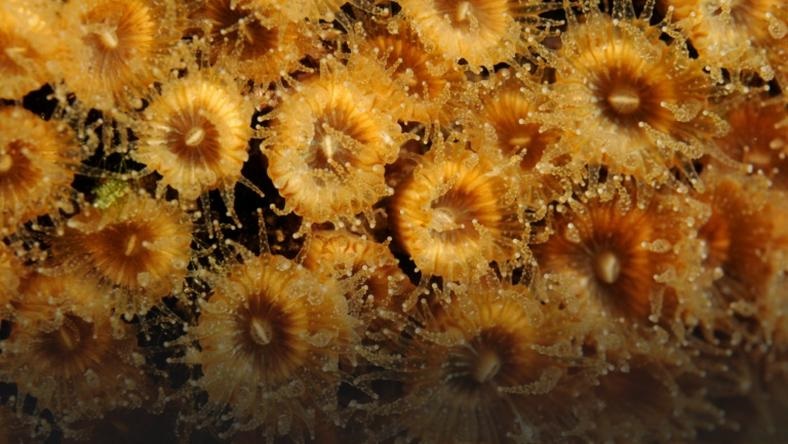 In the Mediterranean, corals are "back from the dead"