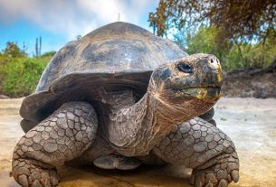 Researchers impressed by the memory of giant turtles, these solitary centenarians