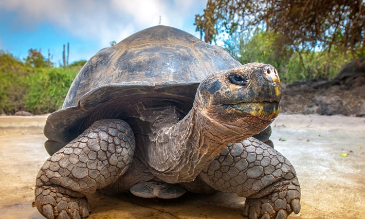 Researchers impressed by the memory of giant turtles, these solitary centenarians