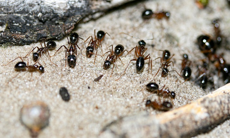 On this Australian island, ants survive by drinking urine