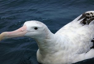 Researchers use albatrosses to spy on illegal fishing boats