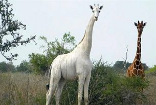 Two very rare white giraffes killed by poachers in Kenya