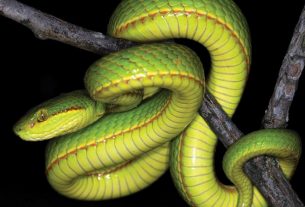 Scientists discover a new species of snake and name it Slytherin