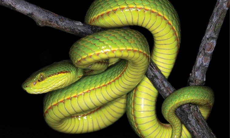 Scientists discover a new species of snake and name it Slytherin