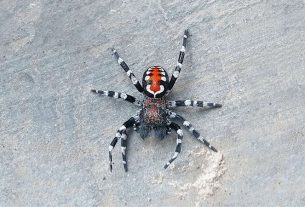 A spider in the colors of the "Joker" named after Joaquin Phoenix