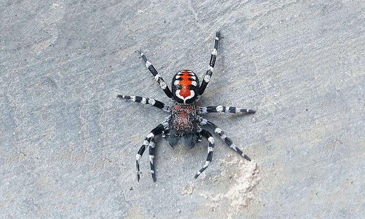 A spider in the colors of the "Joker" named after Joaquin Phoenix