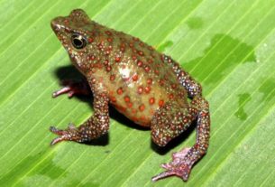 Two new species of frogs discovered in the Peruvian Amazon