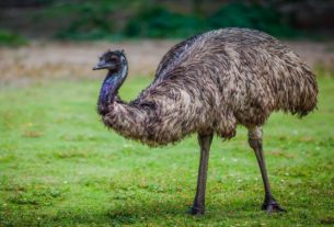 Researchers Discover Huge extinct dwarf emu egg found in sand dune