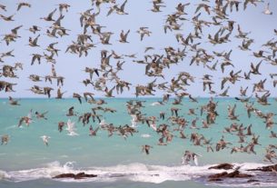 Migratory birds have a display to avoid overheating due to the sun