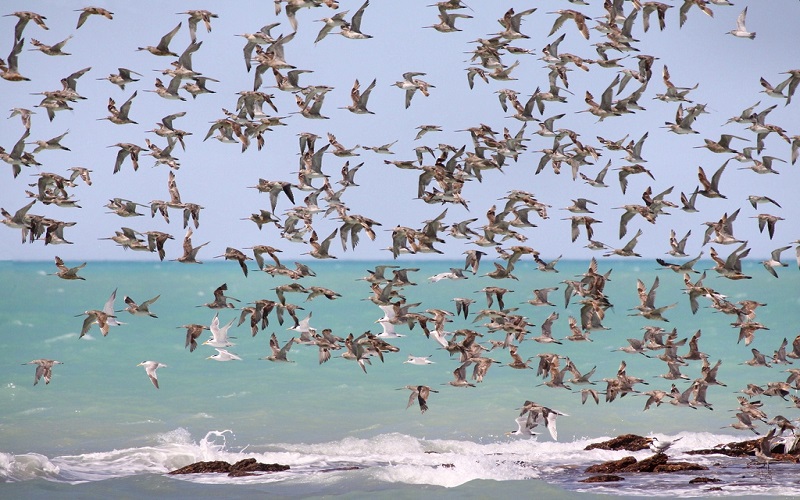 Migratory birds have a display to avoid overheating due to the sun