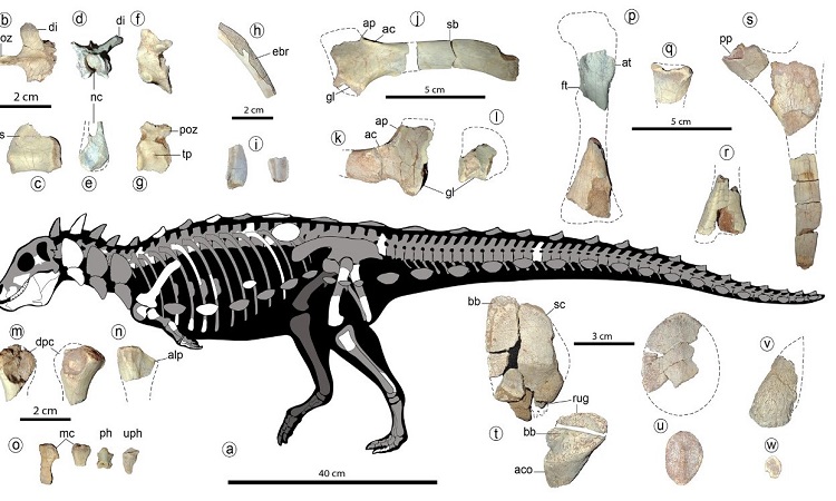 An amazing little spined dinosaur discovered in South America