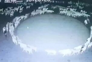 China's sheep patrol mystery may have been solved