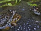 Female frogs in Europe appear to die to keep away from certain males
