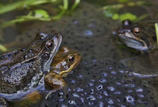 Female frogs in Europe appear to die to keep away from certain males